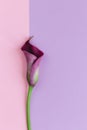 Beautiful violet calla lily on pastel pink and purple background. Flat lay Royalty Free Stock Photo