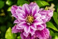 Beautiful violet clematis, Macro shot, blurry background