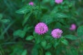 Beautiful violet clover flowers growing outdoors, above view