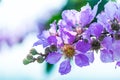 Beautiful Violet color of Queen`s crape myrtle flower on blurred background.