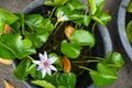 Beautiful violet color water lilies or Nymphaea blooming among green leaves in plastic pot in local gardening shop Royalty Free Stock Photo