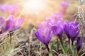 Beautiful violet crocuses flower growing on the dry grass, the first sign of spring. Seasonal easter sunny natural background