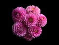 Beautiful violet dahlia flowers on black background