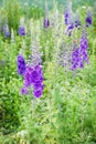 Beautiful purple delphinium flowers in the garden Royalty Free Stock Photo