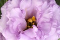 Beautiful violet eustoma flower as background, closeup Royalty Free Stock Photo