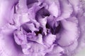 Beautiful violet eustoma flower as background, closeup Royalty Free Stock Photo