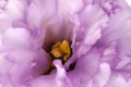 Beautiful violet eustoma flower as background, closeup Royalty Free Stock Photo