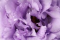 Beautiful violet eustoma flower as background, closeup Royalty Free Stock Photo