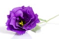 Beautiful violet eustoma flower Royalty Free Stock Photo