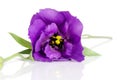 Beautiful violet eustoma flower Royalty Free Stock Photo