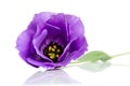 Beautiful violet eustoma flower Royalty Free Stock Photo