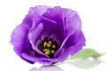Beautiful violet eustoma flower Royalty Free Stock Photo