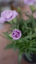 Beautiful Violet Flower Crysanthemum Royalty Free Stock Photo