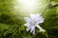 Beautiful violet flower on the forest background