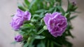 Beautiful Purple Flower Crysanthemum Closeup Royalty Free Stock Photo