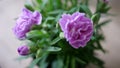 Purple Flower Crysanthemum Closeup Royalty Free Stock Photo