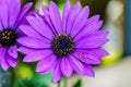 Beautiful violet flower, Macro shot