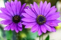 Beautiful violet flower, Macro shot