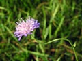 Violet wild flower in field, Lithuania