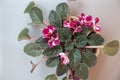 Beautiful violet flower in a pot