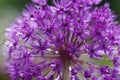 Beautiful violet, flower shining in the sunlight