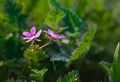 Beautiful violet flower among a thick green grass