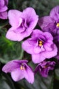 Beautiful Violet flowers in all its glory in the garden Royalty Free Stock Photo