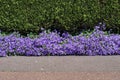 Beautiful violet flowers Campanula Portenschlagiana.