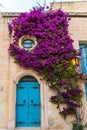 Beautiful violet flowers with green ivy on the wall of an old building with blue doors Royalty Free Stock Photo