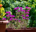 Beautiful violet flowers growing on the balcony Royalty Free Stock Photo