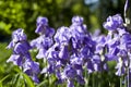 Beautiful violet flowers of irises close-up. Iris field of violet color.