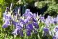 Beautiful violet flowers of irises close-up. Iris field of violet color.