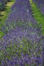 Beautiful violet flowers in a lavender field