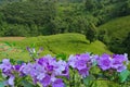 Beautiful violet flowers over green valley Royalty Free Stock Photo