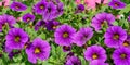 Beautiful violet flowers of the plant calibrachoa.