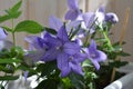 Beautiful violet flowers of Platycodon grandiflorus growing in container in small garden on the balcony. Blooming plant Royalty Free Stock Photo