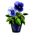 Beautiful violet flowers in pot isolated