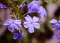 Beautiful violet flowers