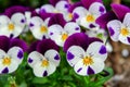 Beautiful violet flowers, viola tricolor pansy blossom tree branch in garden. natural spring season festival background