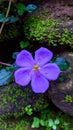 Beautiful violet forest flower garden special plant