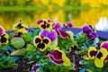 Beautiful violet garden flowers, nature background, selective focus Royalty Free Stock Photo