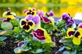 Beautiful violet garden flowers, nature background, selective focus Royalty Free Stock Photo