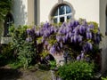 Beautiful violet glicinia flowering at springtime, Strasbourg Royalty Free Stock Photo