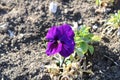 A beautiful violet growing under the sun