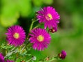 Beautiful violet hardy ice plant flower Royalty Free Stock Photo