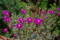 Beautiful violet hardy ice plant flowers Royalty Free Stock Photo