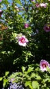 Violet Hibiscus sunny afternnoon