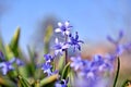 Beautiful violet hyacinth close-up Royalty Free Stock Photo