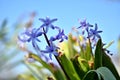 Beautiful violet hyacinth close-up Royalty Free Stock Photo