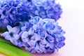 Beautiful violet hyacinth flowers bouquet on a pink background. Royalty Free Stock Photo